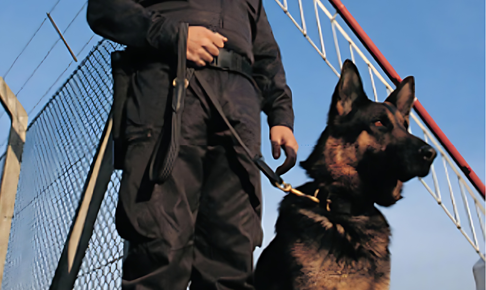 surrey-metropolitan-security-canine-patrol_修复后.jpg